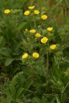 Fivefinger Cinquefoil