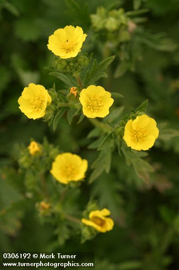 Potentilla gracilis