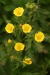 Fivefinger Cinquefoil blossoms detail