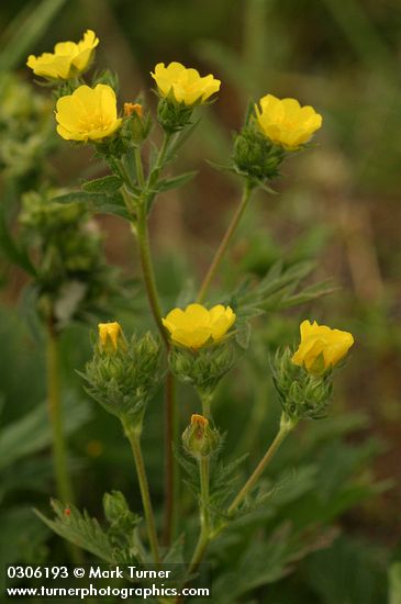 Potentilla gracilis