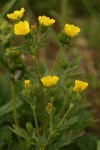 Fivefinger Cinquefoil blossoms