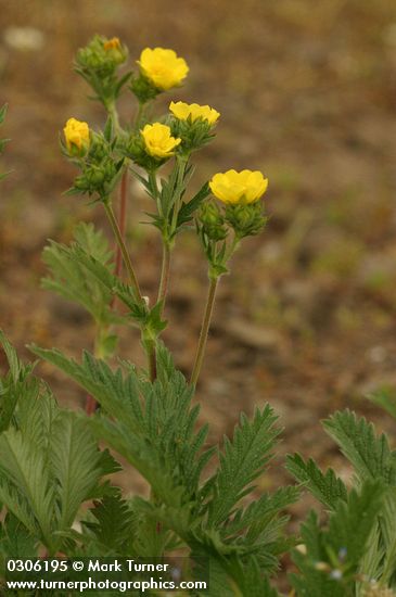 Potentilla gracilis