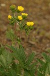 Fivefinger Cinquefoil blossoms & foliage