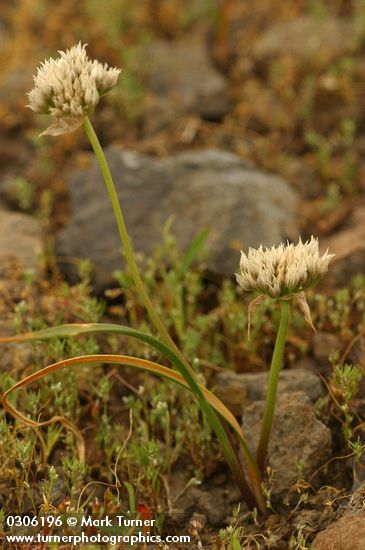 Allium tolmiei