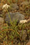 Tolmie's Onion dry flower heads & drying foliage