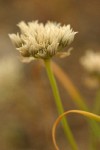 Tolmie's Onion dry flower head detail