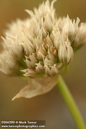 Allium tolmiei