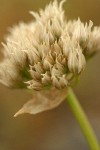 Tolmie's Onion dry flower head extreme detail