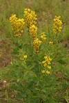 Mountain Golden-pea