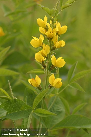 Thermopsis montana