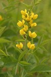 Mountain Golden-pea blossoms & foliage detail