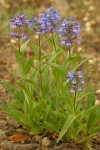 Pincushion Penstemon