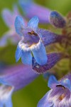 Pincushion Penstemon blossoms extreme detail