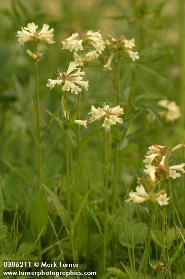 Penstemon confertus