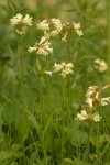 Yellow Penstemon