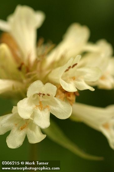 Penstemon confertus