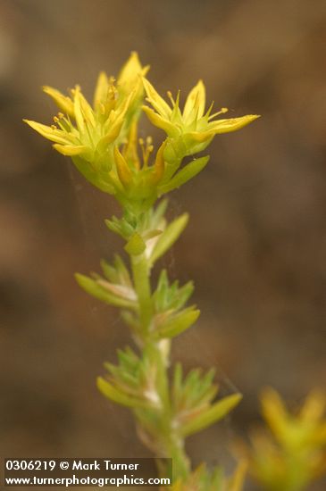 Sedum stenopetalum