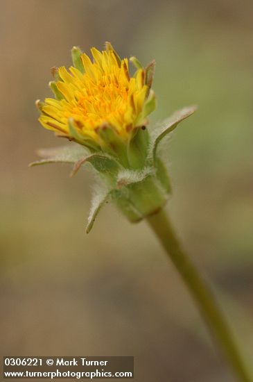 Agoseris grandiflora