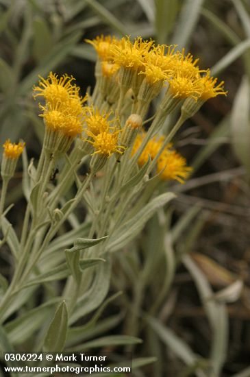 Luina serpentina