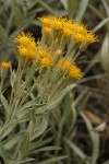 Serpentine Luina blossoms & foliage detail