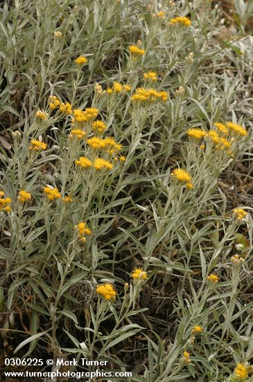 Luina serpentina