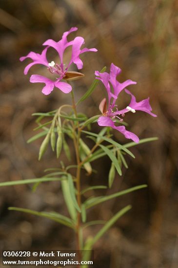 Clarkia pulchella