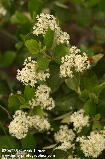 Ceanothus velutinus