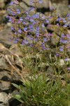 Taper-leaved Penstemon