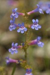 Taper-leaved Penstemon blossoms