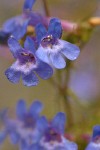 Taper-leaved Penstemon blossoms extreme detail