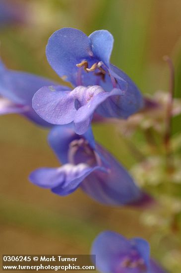 Penstemon speciosus