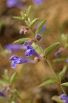 Narrowleaf Skullcap