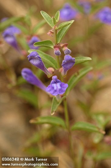 Scutellaria angustifolia