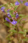 Narrowleaf Skullcap