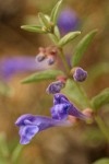 Narrowleaf Skullcap blossoms detail