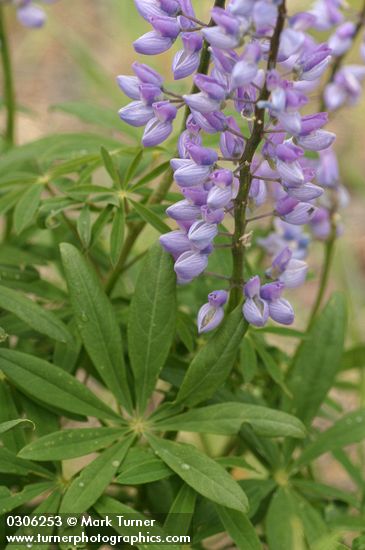 Lupinus burkei ssp. burkei (L. polyphyllus var. burkei)