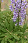 Large-leaved Lupine blossoms & foliage detail