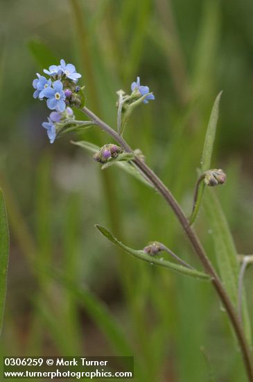 Hackelia micrantha