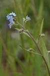 Blue Stickseed blossoms