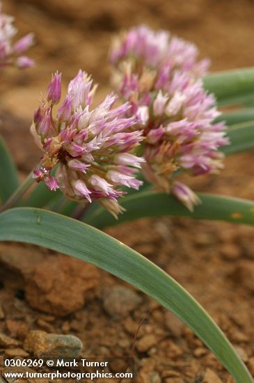 Allium tolmiei