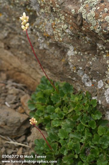 Heuchera cylindrica