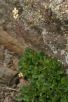 Poker Heuchera