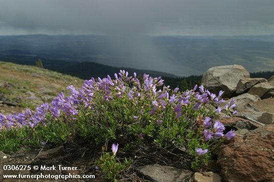 Penstemon fruticosus