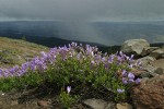 Lowbush Penstemon on rocky Aldrich Mtn summit w/ approaching storm clouds