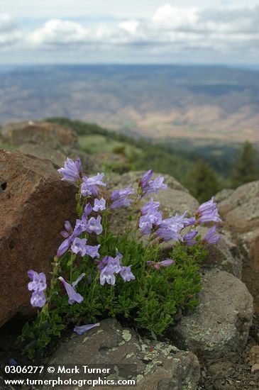 Penstemon fruticosus