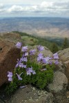 Lowbush Penstemon on rocky Aldrich Mtn summit w/ distant valley below