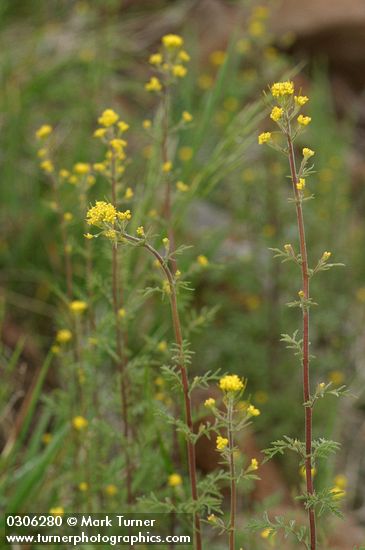 Descurainia incana ssp. incana (D. richardsonii)