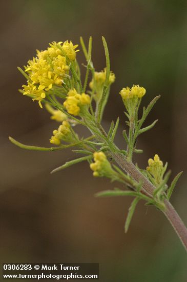 Descurainia incana ssp. incana (D. richardsonii)