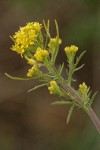 Mountain Tansy Mustard blossoms detail