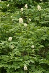 Western Baneberry